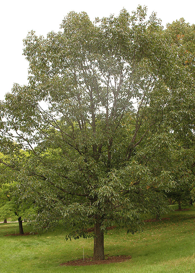 Southern Chestnut Oak (Quercus montana)